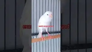 Exotic canary sound#kicaumania #youtubeshorts #birds