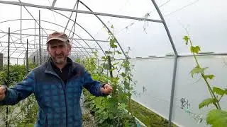 Avantajul semanatului la alveole in primaveri capricioase