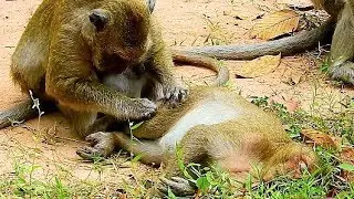 Mom Popeye Groom Sweet Pea During He get Sick, Very Pity Sweet Pea Monkey Three day Ago.