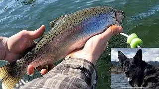 SUNSHINE and RAINBOWS: ICE-OFF in KAMLOOPS!   Featuring MINA, the worlds cutest fly fishing dog!