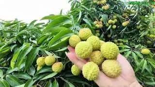 Ways to Take Care of Beautiful Organic Lychee Gardens 