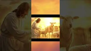 Jesus saves the mother sheep | Miracle of Life and Love
