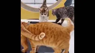 Derpy cats