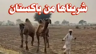 شرينا من الابل في باكستان | #السعودية_الكويت_الامارات_قطر_عمان_#ترند_السعودية