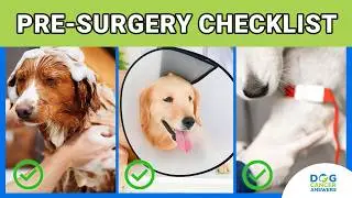 Dog Surgery Pre-Op Checklist for Dog Owners | Kate Basedow, LVT