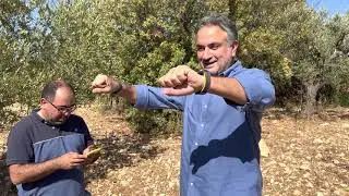 Lebanese Olive Oil: Everything You Need to Know (Discussion with Marc)