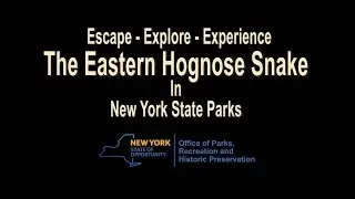 NYS Parks Video Short on the Eastern Hognose Snake