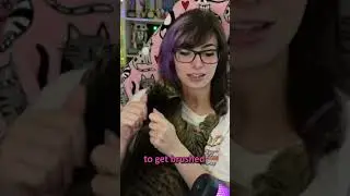 my cat is addicted.. #twitch #cat #shorts