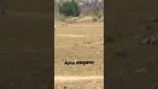 one of tha best Bull लकड़बग्गा.ox race #1million #1ksubcribe #bailgada