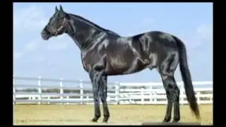 Lote 100   Panther Mountain