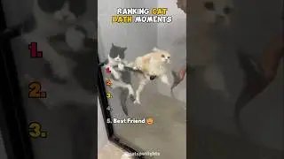 Ranking Cat Bath Moments