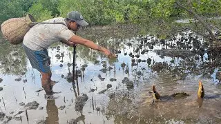 Amazing Catching Huge Mud Crabs In Swamp after Low Tide | Fishing Huge Mud Crabs