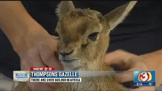 Wildlife World Zoo: Thompson's Gazelle