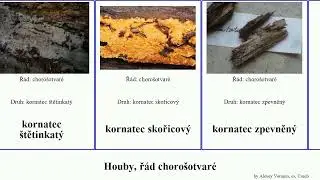 Houby, ř&aacute;d choro&scaron;otvar&eacute; kornatec fungus hrotnatečka ostn&aacute;ček nepevnice &scaron;edop&oacute;rka dřevokaz Haugen