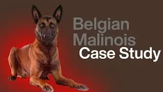 Belgian Malinois case study - human 'aggression'