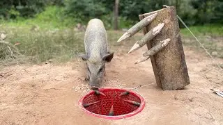 Amazing Quick Powerful Wild Pig Trap Make  #camping #animals #shorts #bushcraft