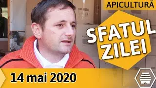Ce poți face cu familile de albine intrate &icirc;n FRIGURILE ROITULUI? [Sfatul zilei 14.05.2020]
