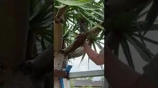 20 Years Of Growth In A Dragon Tree | DesignerTrees.com.au