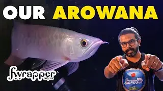 New Arowana Fish