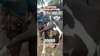 ഈ പശുവിനെയും കിടാവിനേയും കണ്ടാൽ വാങ്ങാതിരിക്കാൻ കഴിയില്ല.. #cow