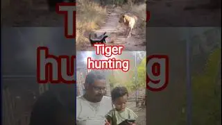 #tiger #hunting