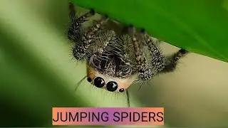 ABOUT JUMPING SPIDER #spider #agriculture #insects #documentary #macro #eyes