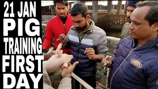 Pig Training 1st Day Review of 21 JAN Batch| Vikas live stock pig farm | Saharanpur,Up