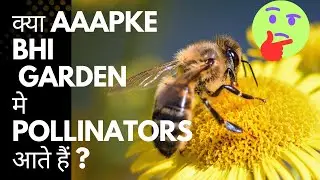 #How to create pollinators friendly garden?#home gardening/pollinators ka hamare garden me mahatv 