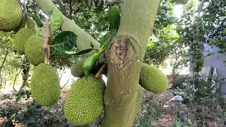 Vì Sao Mít Không Ra Quả - Bón Phân Gì Bón Như Thế Nào Cho Cây Mít Phát Triển Tốt Ra Sai Quả
