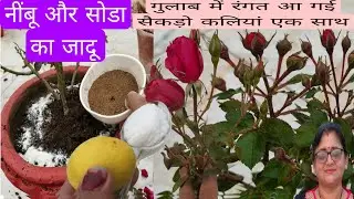 सोडा और नींबू का जादू, गुलाब में इन चीजों को डालते ही, यह काम कर लिया सैकड़ो कलियां एक साथ,