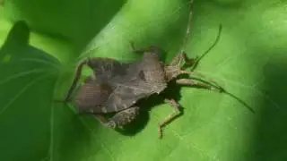 迷列車派生(LoFe) #6　Acanthocoris sordidus