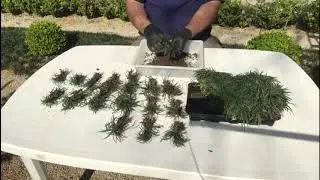 Como Plantar Grama Preta