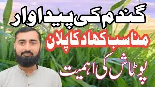 How to Get Maximum Wheat Yield | Complete Fertilizer & Irrigation Plan | Ahsan Ali Musa