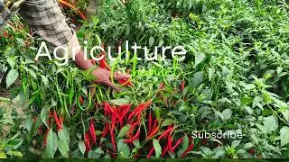 Agriculture,best farmers suggest channel,ai comedy