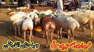 Talagang dumba Mandi/zero size Turkey dumba kids rates/dumba Mandi new update 2025/