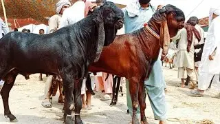 Bakra Mandi Sahiwal ki Update Betal Breeder Bakry 03124058010 Altaf goat Farm 