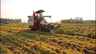 Nearly 60% of autumn grain crops reaped across China