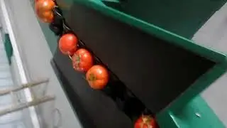 Tomato automatic weight grading video