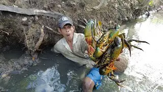 Amazing Digging Many Mud Crabs In Mud Holes at The Sea Swamp - Digging Giant Mud Crabs