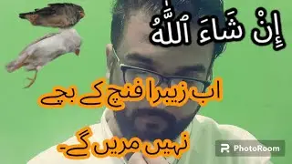 Zebra Finch Winter Care | Chicks Deaths | Breeding Zebra Finch In Winter