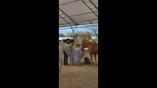 What happens when you receive Reiki with horses around? 🙌🐴