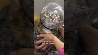 Her purr engine never stops