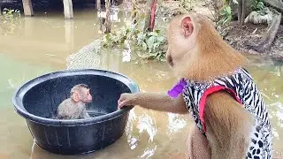 Newborn Escapes SokYaa's Training - Their Reaction is HILARIOUS