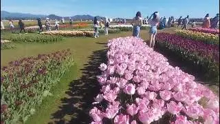 Festival de los Tulipanes En Mt  Vernon Washington 1parte #Festival #Tulipanes #flores