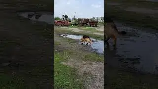 Meet Our Curious German Shepherd!🐾🐕