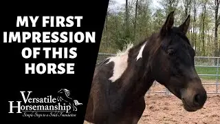 MY FIRST IMPRESSION OF THIS HORSE (and checking for lice) // Versatile Horsemanship