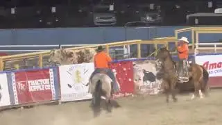 Bull jumps gate at rodeo in Cody, WY