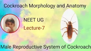 Best Video on Male Reproductive System of Cockroach in Tamil L-07 Ft.Nikhil