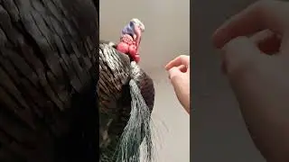 rare double beard turkey