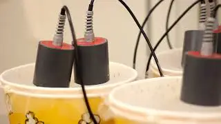 Transgenic Mosquitoes - James Lab Blood Feeding (We are working towards ending vector borne disease)